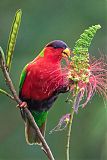 Collared Lory